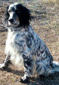 Setter Anglais ALFA DEL ZAGLAS Setter Anglais ALFA DEL ZAGLAS